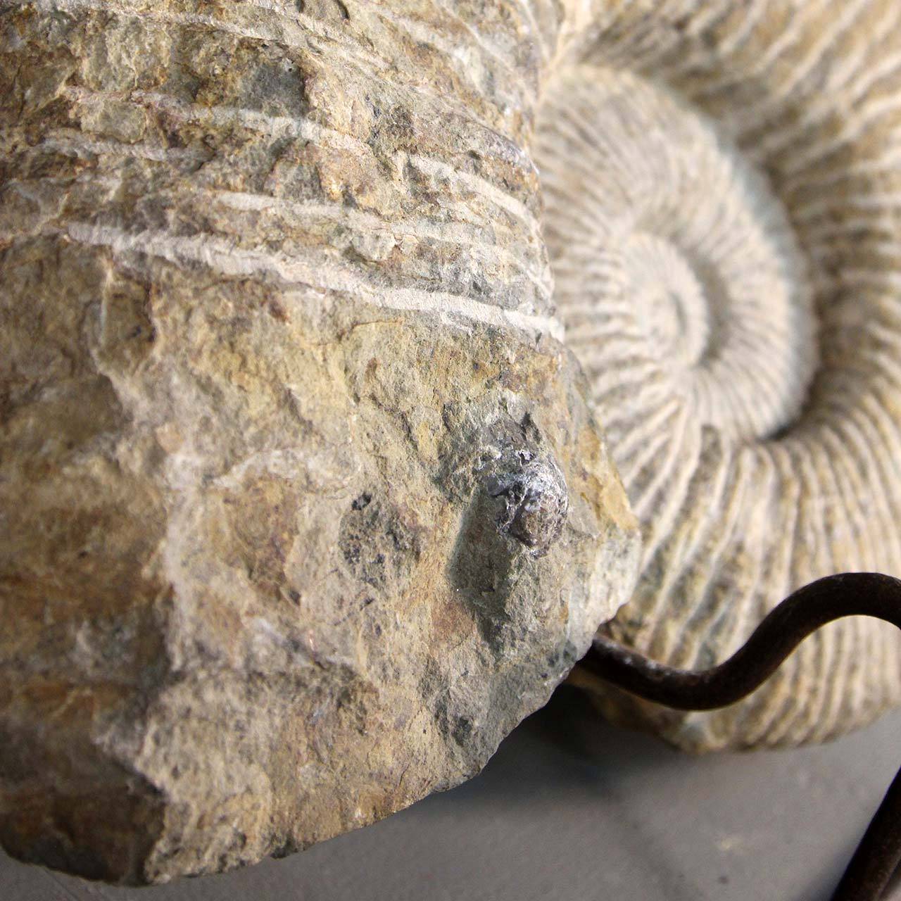 ammonite fossil display stand