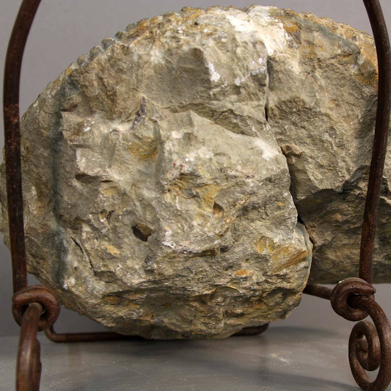 Unknown Ammonite Fossil on Stand For Sale