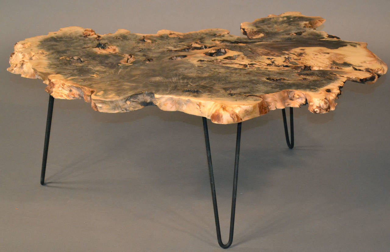 American Buckeye Burl Wood Coffee Table with Hairpin Legs