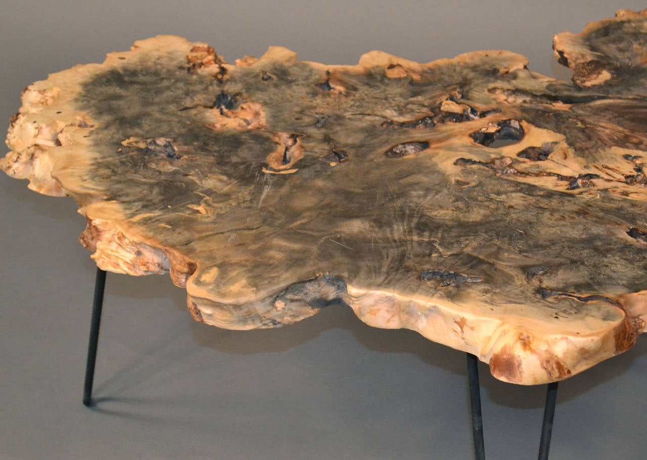 Buckeye Burl Wood Coffee Table with Hairpin Legs In Excellent Condition In Bridport, CT