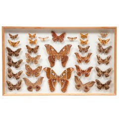Collection of framed moths