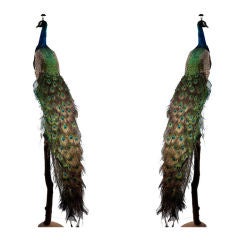 A mounted peacock