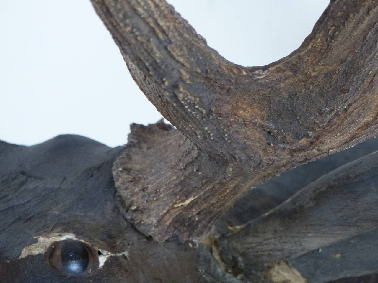 Canadian 1930 Wooden Carved Moose Head