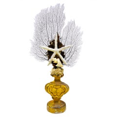 Composition of Sea Shells Mounted on an 18th C French Pedestal