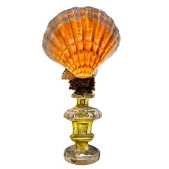 Splendid Orange Sea Shell Mounted on an 18th C Pedestal