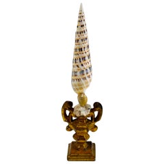 Composition of Spiral Sea Shell Mounted on an 18th C Pedestal