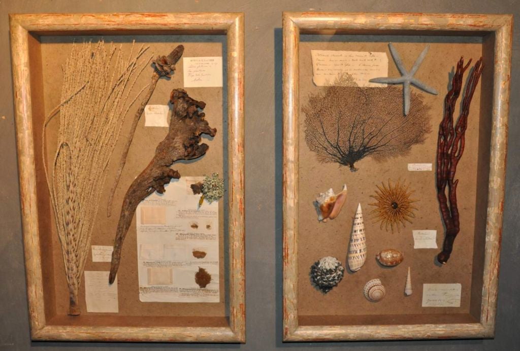 Collection Of Nature Curiosities