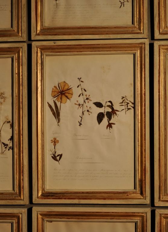 Delicate French collection of botanicals with a very complete handwritten description.Enframed in white and gold,distressed patina.
PRICE FOR ONE