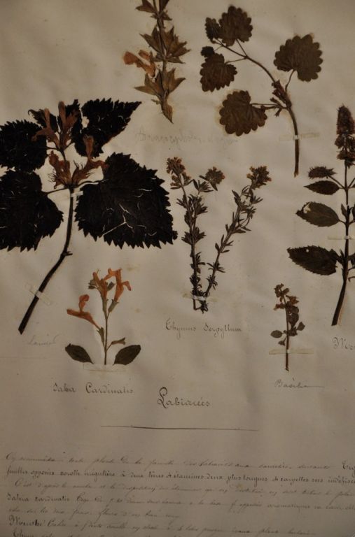 19th Century Collection of  French botanicals