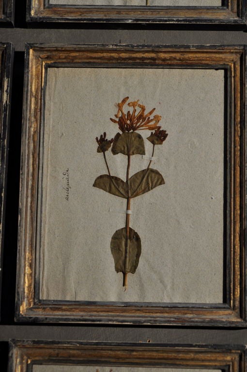 Charming French collection of botanicals from a monastery,handwritten description on grey paper.Enframed in black and gold,distressed patina.
PRICE FOR ONE