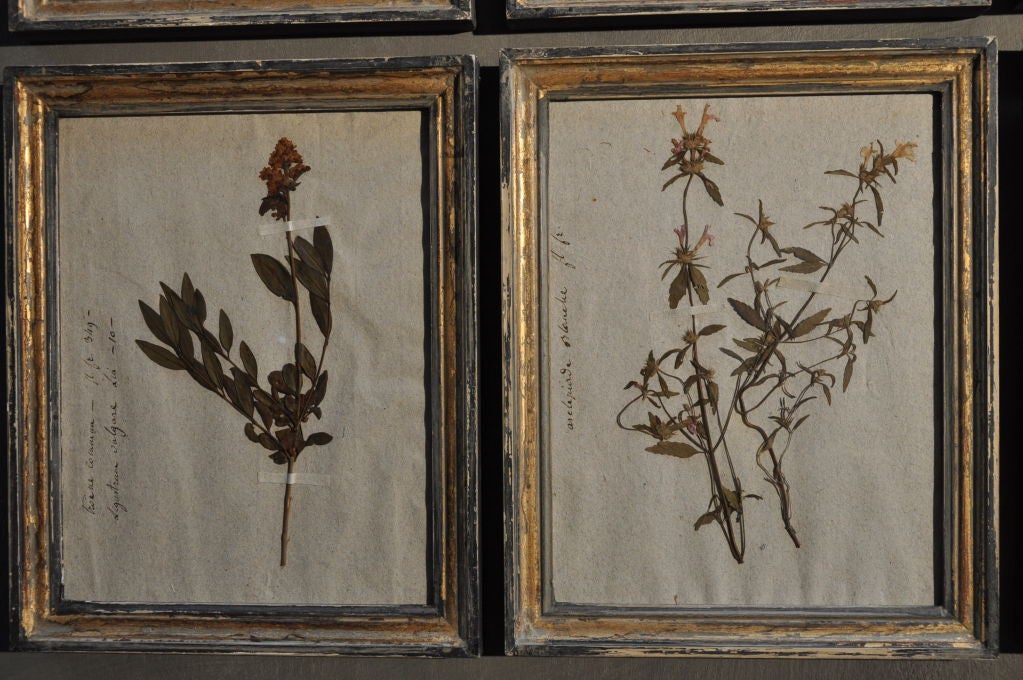 18th Century and Earlier Collection of botanicals For Sale