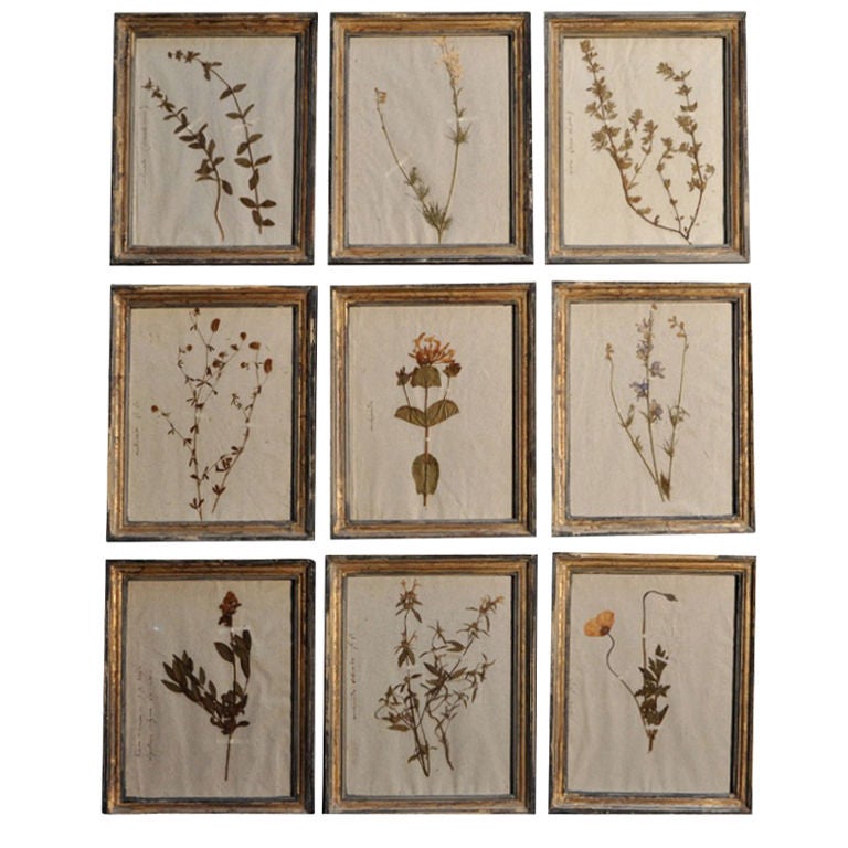 Collection of botanicals For Sale