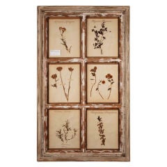 Collection of botanicals