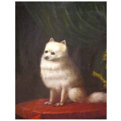 A Portrait Of A Pomeranian Dog