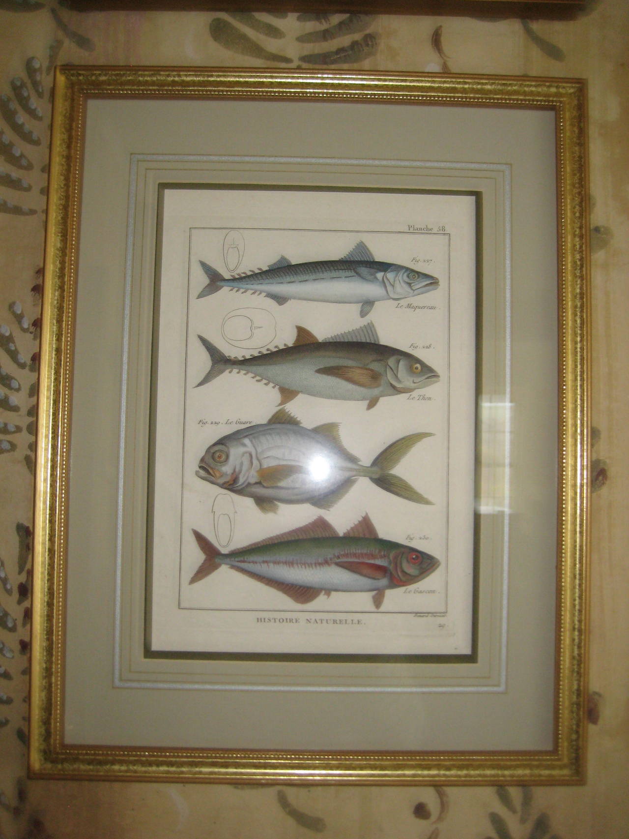 Hand-Painted Antique Hand-Colored Prints