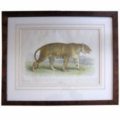 Original-Tigerdruck von Karl Joseph Brodtmann