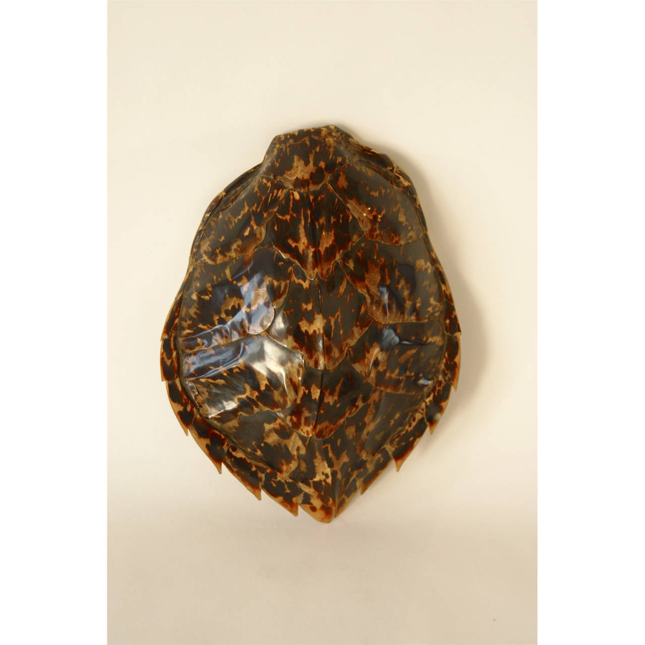 Antique Tortoise Shell at 1stDibs