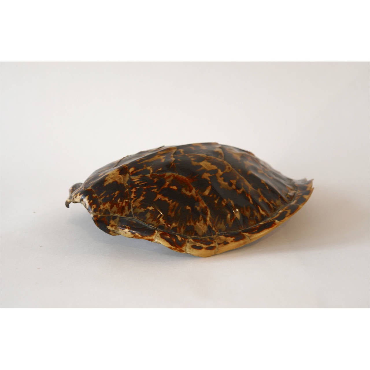 Unknown Antique Tortoise Shell