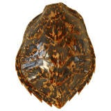 Antique Tortoise Shell at 1stdibs