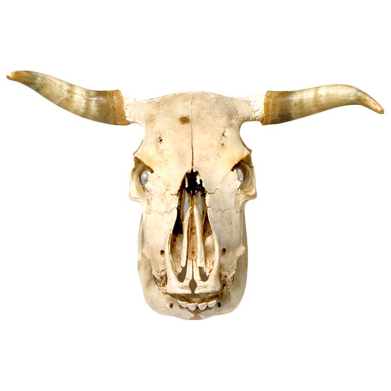 A Heifers Skull Fashioned Into a Lamp