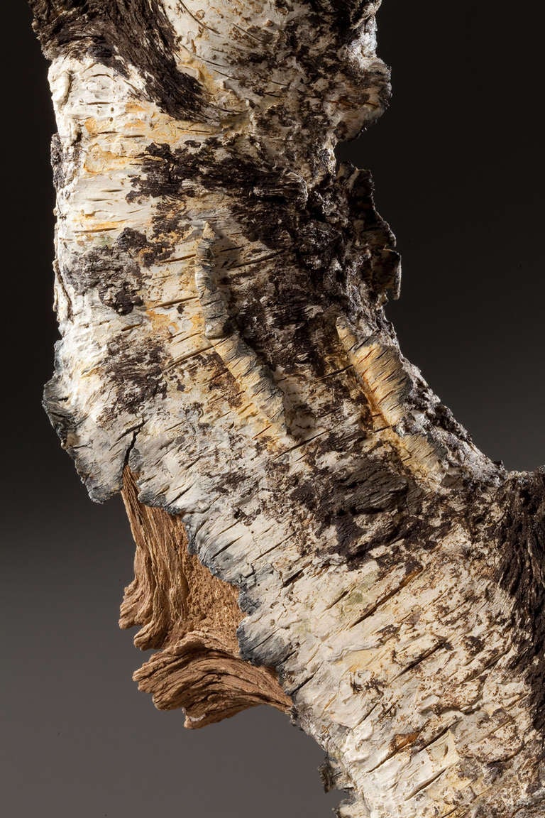Ceramic Trompe L'oeil Birch Burl Bonsai Teapot By Eric Serrritella 1