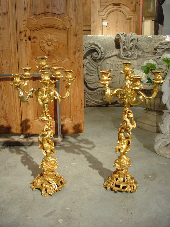 This is a pair of spectacular antique French, bronze dore, six arm candelabras in the Louis XV style. The chasing and composition is beautifully done with draped putti and birds peering over their shoulders as the center of attraction.   They are
