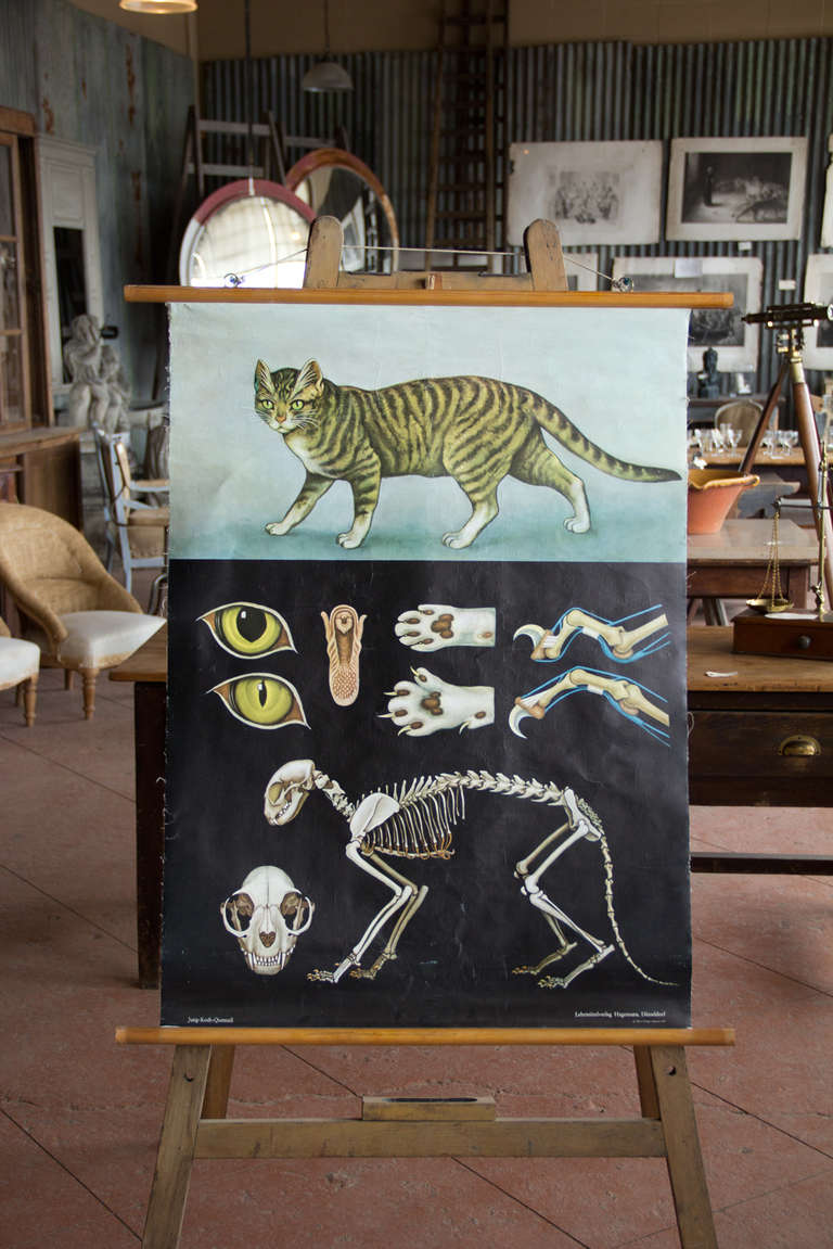 Vintage German educational school wall chart of a anatomical cat showing, eyes, tongue, paws and skeleton. This is printed on canvas by Jung, Koch, Quentell, of Dusseldorf who were the most respected of educational chart makers.