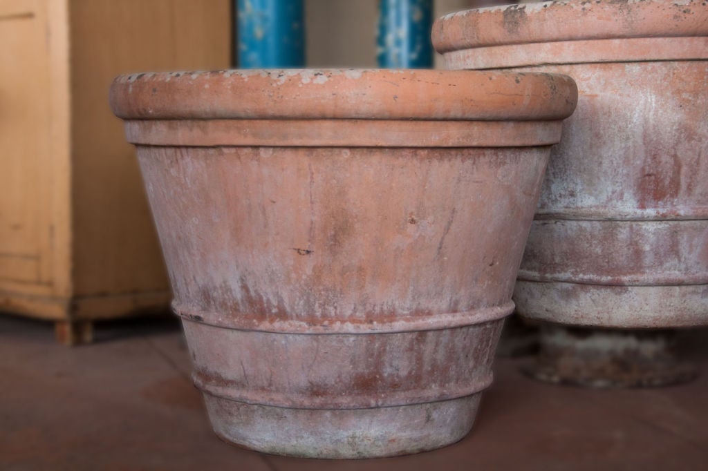 British Pair of large English Lemon Tree Pots