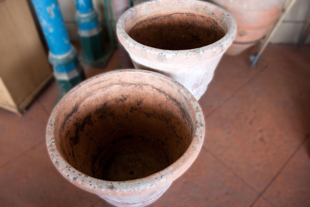 Pair of large English Lemon Tree Pots 1