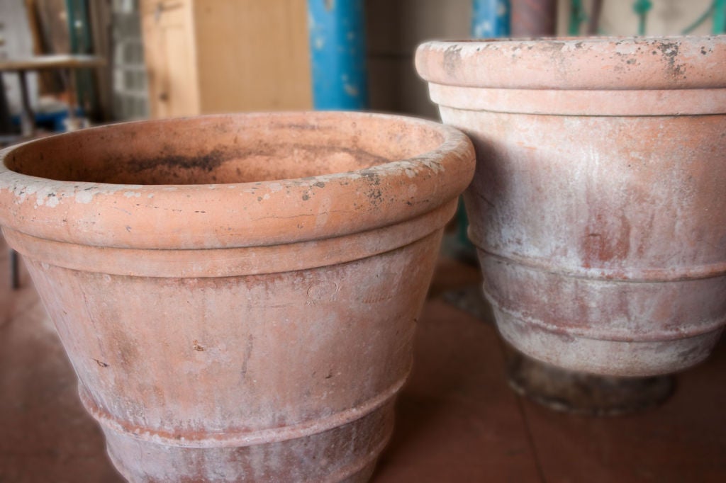 Pair of large English Lemon Tree Pots 2