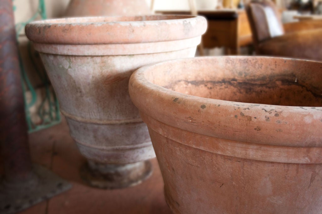 Pair of large English Lemon Tree Pots 3