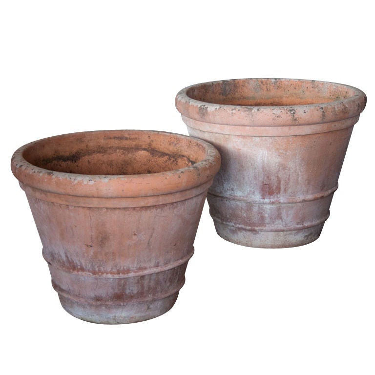 Pair of large English Lemon Tree Pots