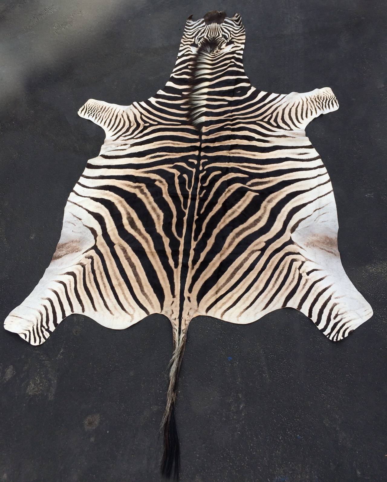 Beautiful zebra hide… large and in great condition, this zebra is great for any rug floor covering or post for the sheen on the Hide is above average