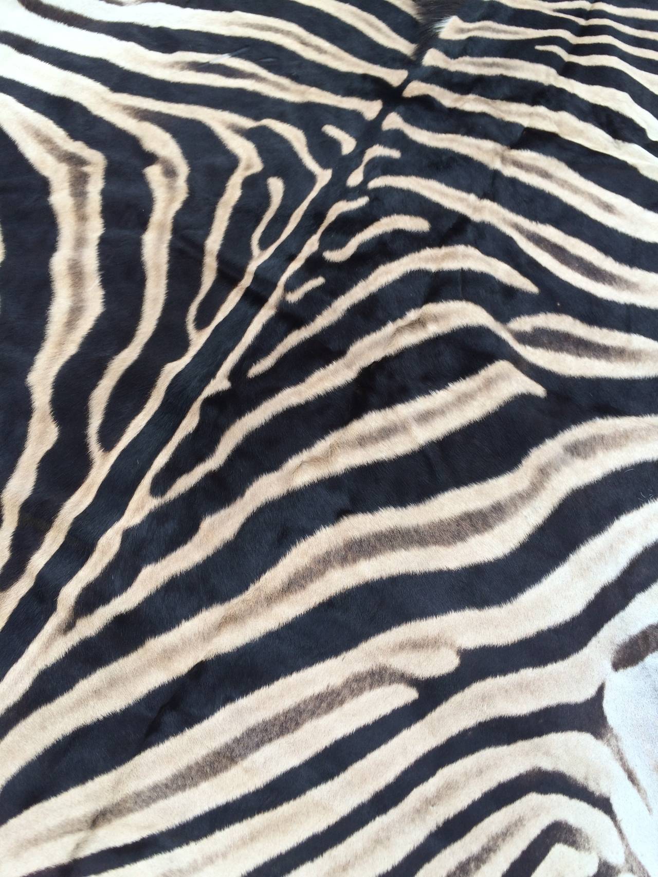 African Zebra Hide