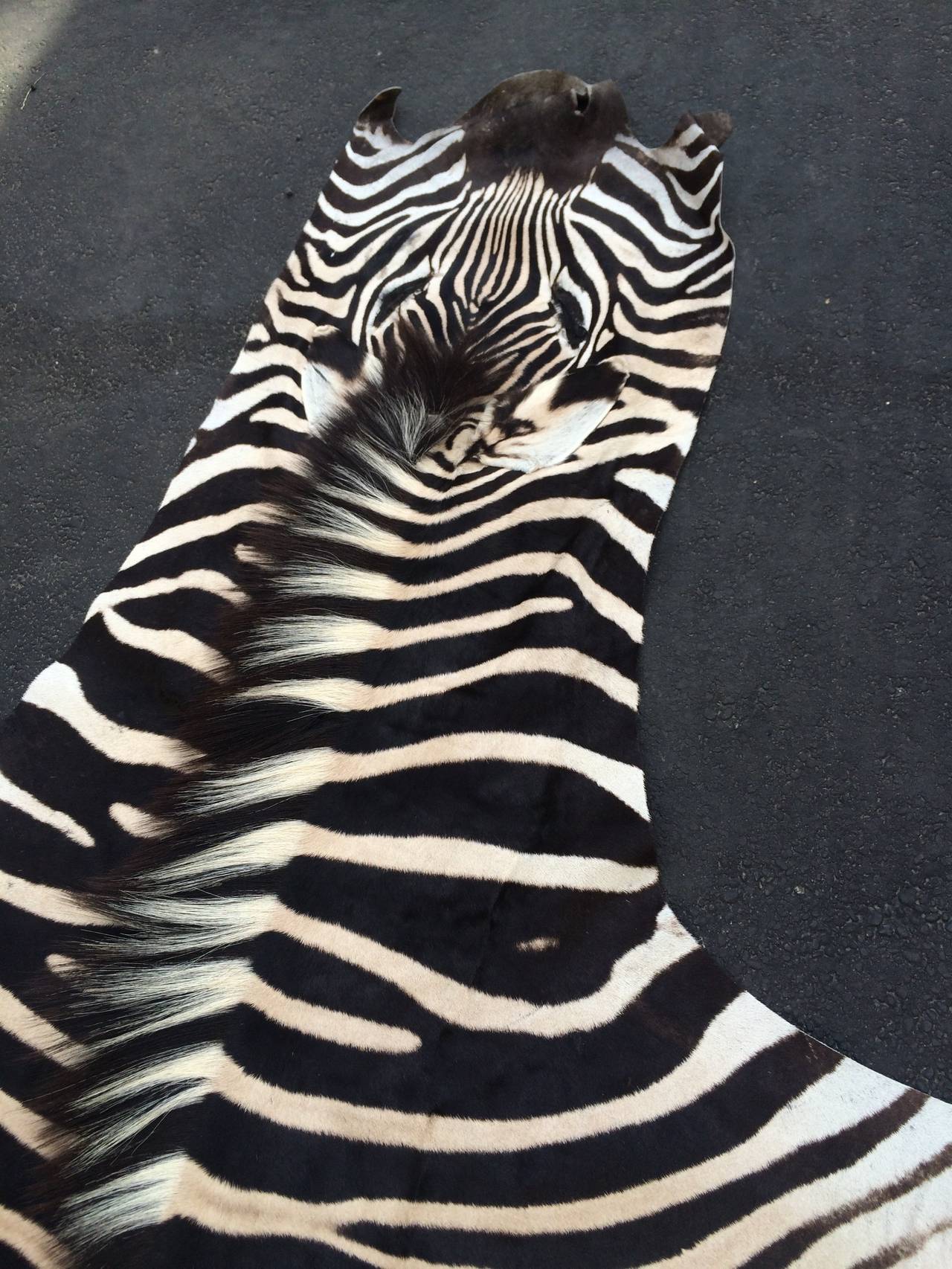 Zebra Hide In Excellent Condition In Los Angeles, CA