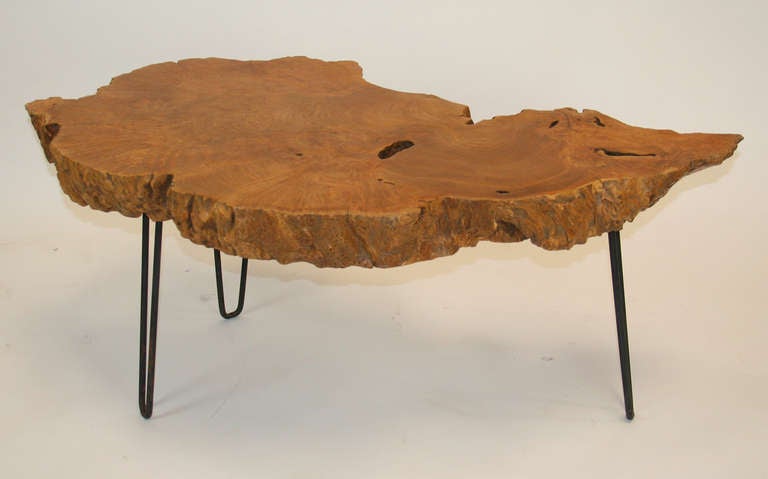 1960's coffee table of a live edge burl root slice on three painted steel hairpin legs.