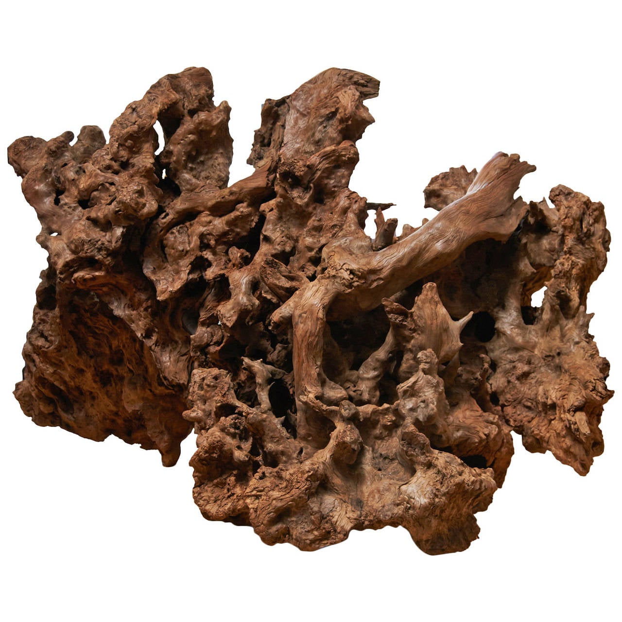 Massive Burled Redwood Root at 1stdibs