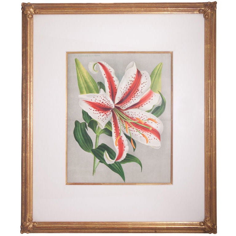 French Polychrome Botanical Lithograph 18" x 21" For Sale