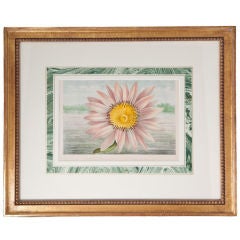 Assortment of Polychrome French Botanical Lithographs