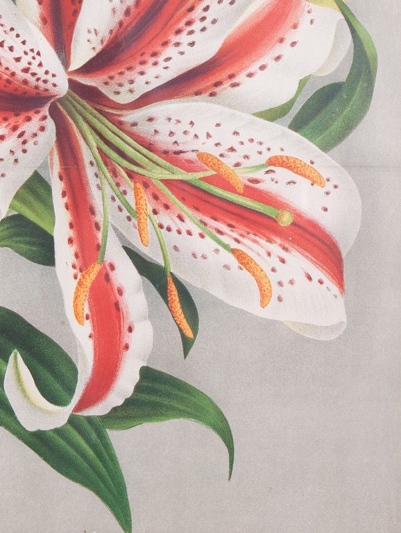 19th Century French Polychrome Botanical Lithograph 18