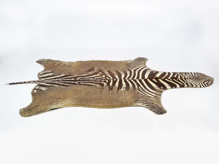 Distressed Antique Burchell Zebra Hide Rug at 1stdibs
