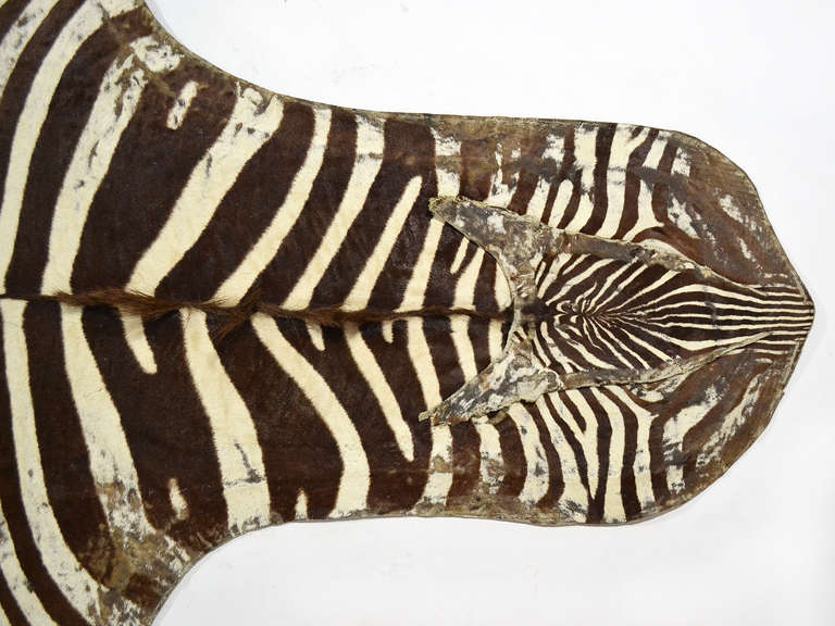 Distressed Antique Burchell Zebra Hide Rug at 1stdibs