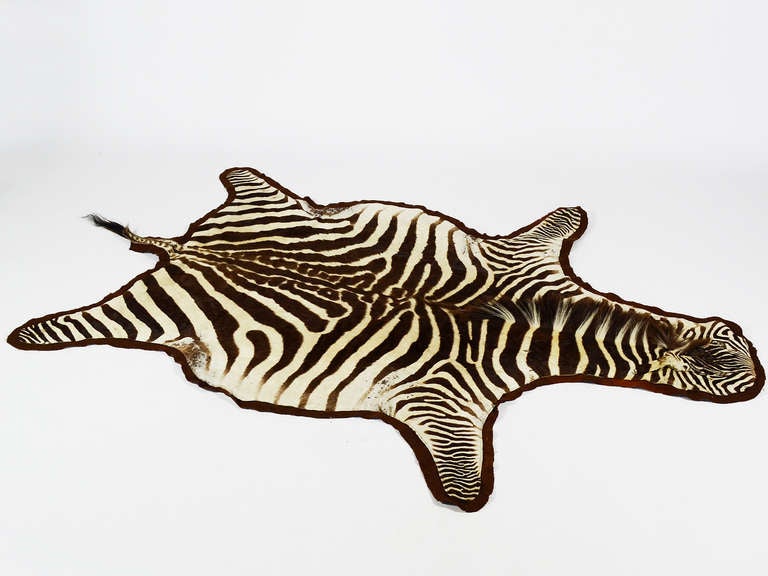 A fantastic vintage rug, this zebra hide is fully backed with felt. It has particularly beautiful markings, a fine mane, and shows only appropriate wear for it's age.