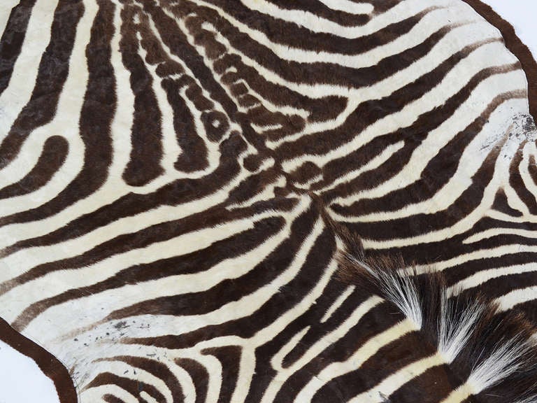 Zebra hide rug In Good Condition In Highland, IN