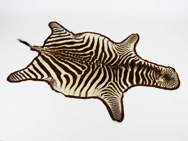20th Century Zebra hide rug