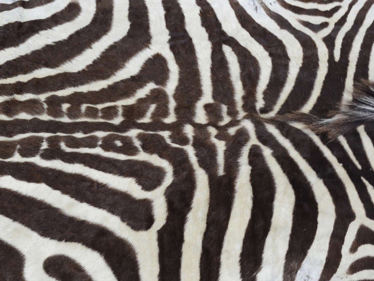 Zebra hide rug 1