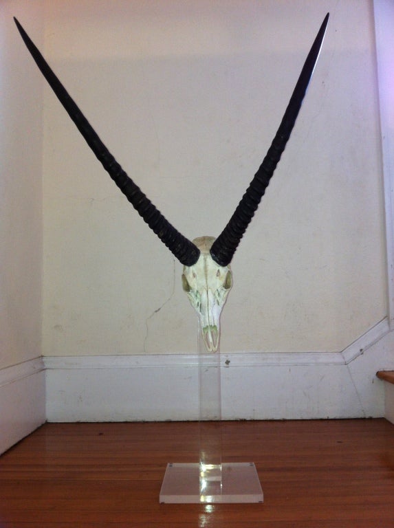 Gazelle Skull With Antlers