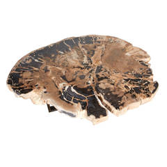 Outstanding Large Petrified Wood Slab Coffee Table