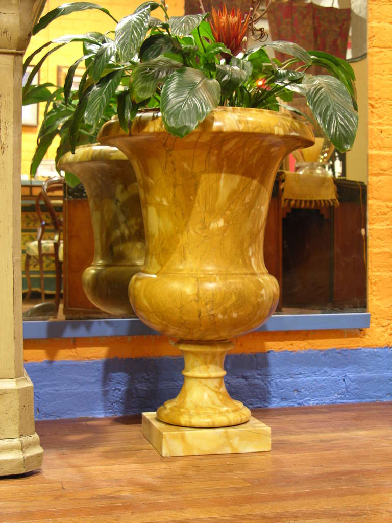Grand Tour Italian 1940s Antique Big Urns /Plant Holders in Yellow Siena Marble