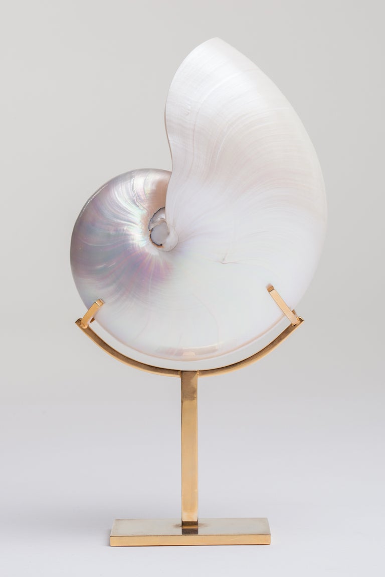Large nautilus shell is embraced by a custom fitted brass stand that holds the shell as if a large jewel. Absolutely beautiful.